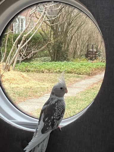 Our bird,
    hanging out in the camper